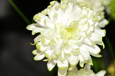 Güzel çiçek, yakın