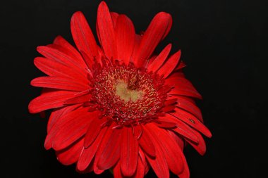 Karanlık arka planda güzel Gerbera çiçeği, yaz konsepti, yakın görüş