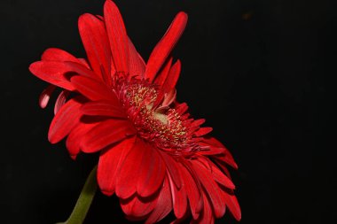 Siyah arka planda güzel kırmızı çiçek, yaz konsepti, yakın görüş