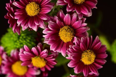 Güzel kasımpatı çiçekleri, kapatın