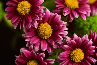 Güzel kasımpatı çiçekleri, kapatın