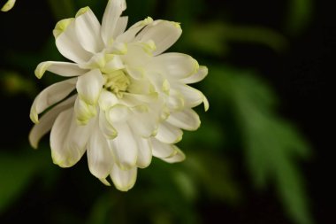 güzel beyaz kasımpatı çiçeği