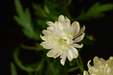 Güzel botanik fotoğrafı, doğal duvar kağıdı.