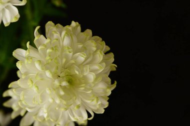 Siyah arkaplanda güzel bir çiçek, yakın görünüm