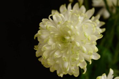 Çiçek açan güzel çiçeğe yaklaş