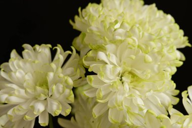 Güzel kasımpatı çiçekleri, kapatın