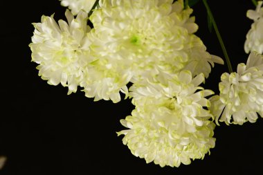 Güzel kasımpatı çiçekleri, kapatın