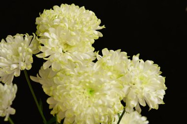 Güzel kasımpatı çiçekleri, kapatın