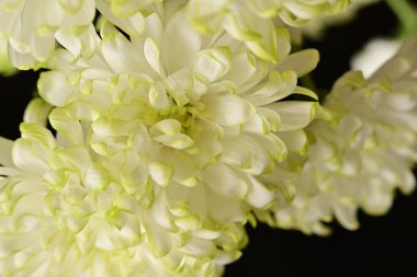 Güzel kasımpatı çiçekleri, kapatın