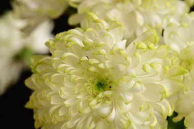 Güzel kasımpatı çiçekleri, kapatın