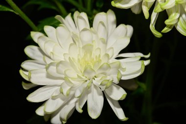 Bahçede beyaz kasımpatı