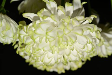 Bahçe güzel beyaz krizantem