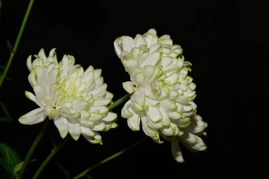 Güzel kasımpatı çiçekleri, kapatın