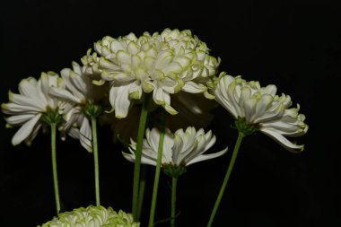 Güzel kasımpatı çiçekleri, kapatın