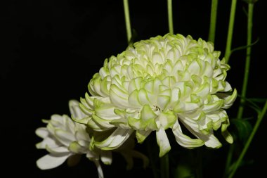 Güzel kasımpatı çiçekleri, kapatın