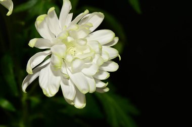 Bahçedeki güzel beyaz çiçek