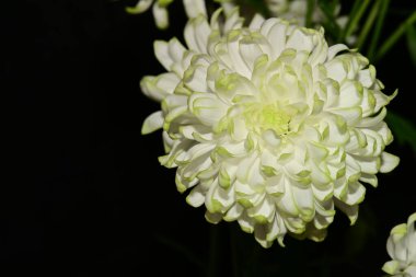 Koyu arkaplanda güzel bir çiçek, yaz konsepti, yakın görüş