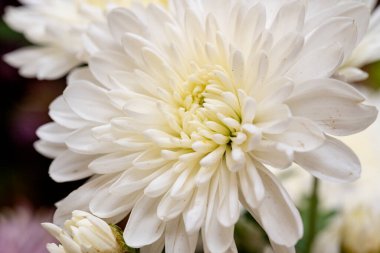 Güneşli yaz gününde bahçede büyüyen güzel bir çiçek.