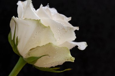 Siyah arkaplanda beyaz gül