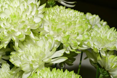 Güzel çiçekler, çiçekli konsept, koyu arkaplan