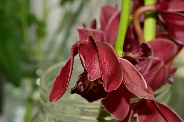 Red Orchid Flowers Close Royalty Free Stock Images