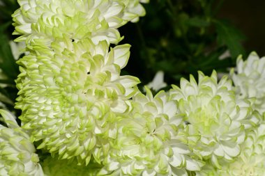 Güzel çiçekler, çiçekli konsept, koyu arkaplan