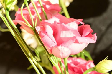 Siyah arka planda güzel pembe çiçekler