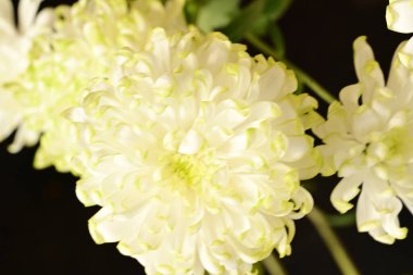 Güzel çiçekler, çiçekli konsept, koyu arkaplan