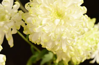 Güzel çiçekler, çiçekli konsept, koyu arkaplan