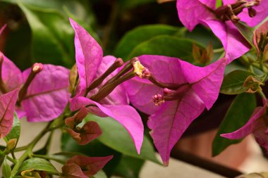 Bahçedeki çiçekleri kapat.