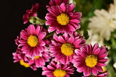 beautiful flowers bouquet, close up