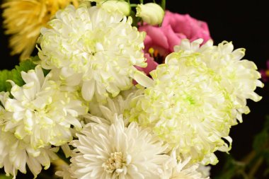 Güzel çiçekler, çiçekli konsept, koyu arkaplan