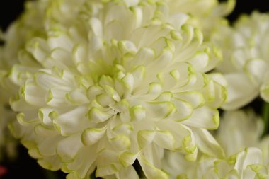 Güzel çiçekler, çiçek konsepti