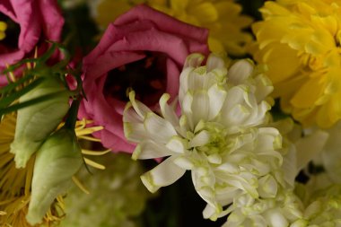 güzel parlak Çiçekler, yakın