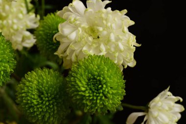 Güzel çiçekler, çiçek konsepti