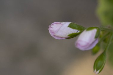 Bahçede büyüyen güzel çiçekler