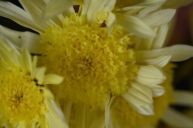 beautiful white and yellow flowers, floral concept background