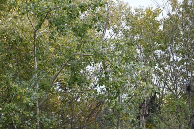Güzel sonbahar manzarası, yapraklı ağaç dalları