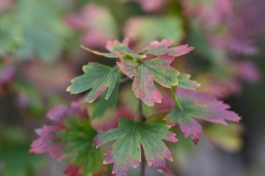 Bahçedeki bir dalın kırmızı ve yeşil yaprakları