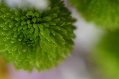 Güzel botanik fotoğrafı, doğal duvar kağıdı.