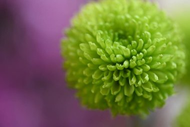 Güzel çiçeğe yaklaş.