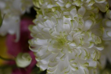 Güzel çiçekler, çiçek konsepti