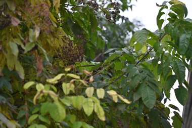 Güzel sonbahar manzarası, yapraklı ağaç dalları