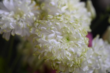 Güzel çiçekler, çiçek konsepti