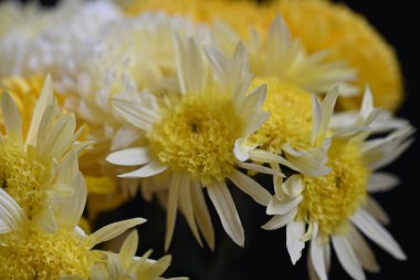 beautiful white and yellow flowers, floral concept background