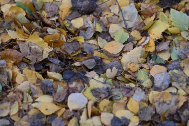 Parkta sonbahar yaprakları