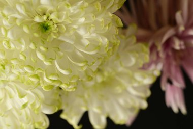 Kapalı - güzel beyaz kasımpatı çiçekleri