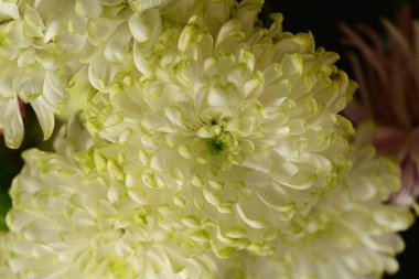 Bahçede beyaz kasımpatı çiçekleri