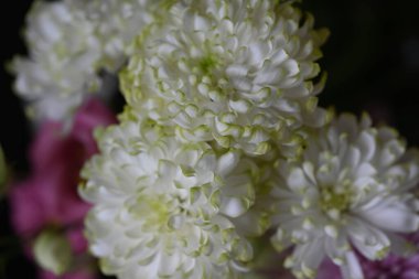 güzel parlak Çiçekler, yakın  