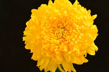 güzel sarı kasımpatı çiçeği siyah arkaplanda, yakın görüş